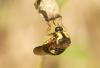 286691 – Photo : Sandor31 – France (34)